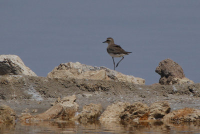 Caspian Plover, Kliphoek Salt Pans-Velddrif, South Africa