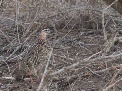 Crested Francolin, Kruger NP, South AFrica