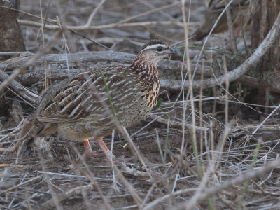 Crested Francolin, Kruger NP, South AFrica