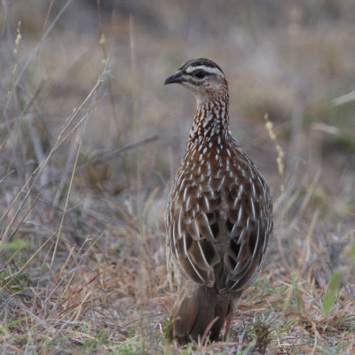 Crested Francolin, Kruger NP, South AFrica