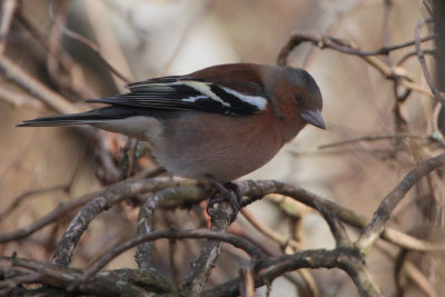 Chaffinch, RSPB Baron's Haugh, Clyde