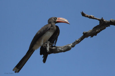 Crowned Hornbill, Kruger NP, South Africa