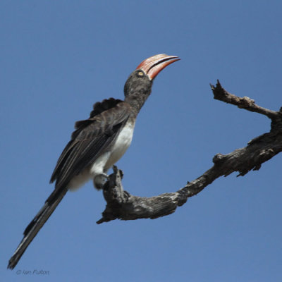 Crowned Hornbill, Kruger NP, South Africa