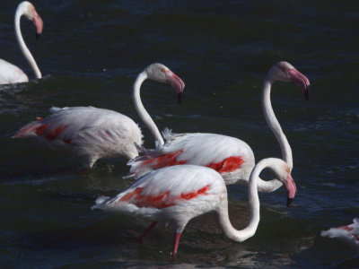 Greater Flamingo, Strandfontein-Cape Town, South Africa