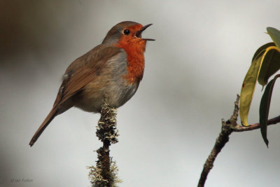 Robin, Scone Palace, Perthshire