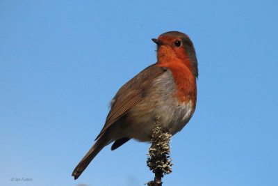 Robin, Scone Palace, Perthshire