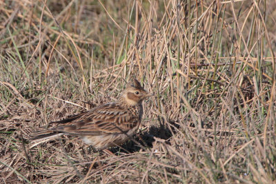 Skylark, Crom Mhin-Loch Lomond NNR, Clyde