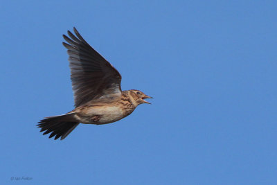 Skylark, Crom Mhin-Loch Lomond NNR, Clyde