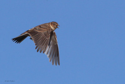 Skylark, Crom Mhin-Loch Lomond NNR, Clyde