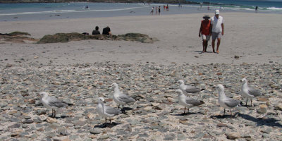 Hartlaub's Gull, Bloubergstrand, South Africa