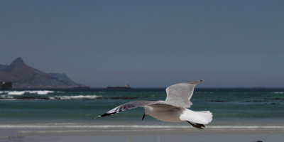 Hartlaub's Gull, Bloubergstrand, South Africa