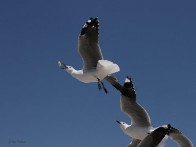 Hartlaub's Gull, Bloubergstrand, South Africa