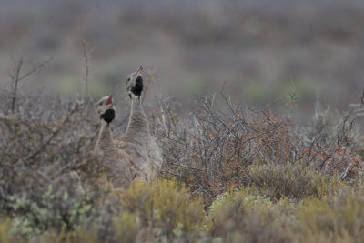 Karoo Korhaan, Karoo NP, South Africa