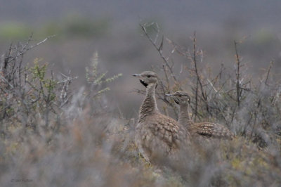 Karoo Korhaan, Karoo NP, South Africa