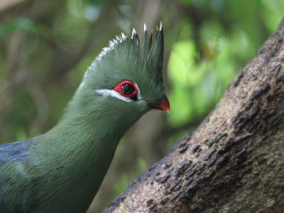 Knysna Turaco, Kingfisher Guest House-Wilderness, South Africa