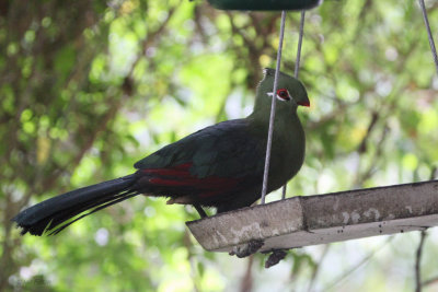 Knysna Turaco, Kingfisher Guest House-Wilderness, South Africa