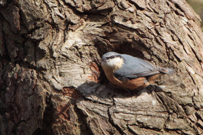 Nuthatch, Balloch Castle CP, Clyde