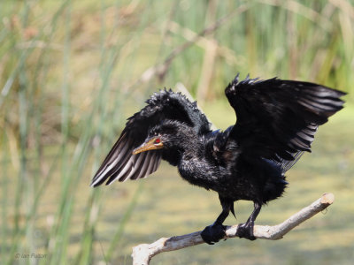 Long-tailed or Reed Cormorant, Intaka Island-Cape Town, South Africa