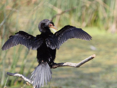 Long-tailed or Reed Cormorant