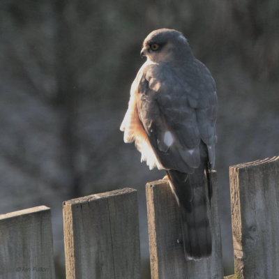 Sparrowhawk, Baillieston, Glasgow