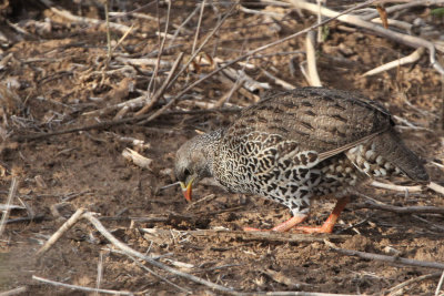 Natal Francolin, Kruger NP, South Africa