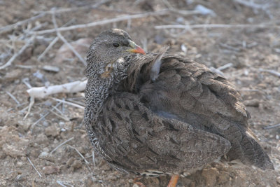 Natal Francolin, Kruger NP, South Africa