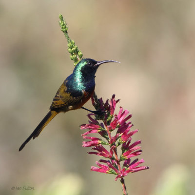 Orange-breasted Sunbird, Kirstenbosch Botanical Gardens, South Africa