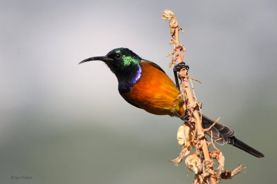 Orange-breasted Sunbird, Kirstenbosch Botanical Gardens, South Africa