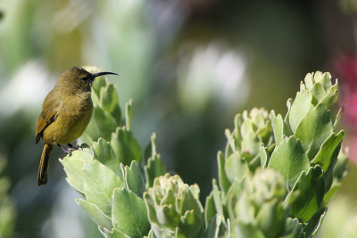 Orange-breasted Sunbird, Kirstenbosch Botanical Gardens, South Africa