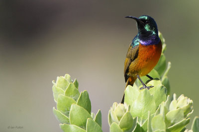 Orange-breasted Sunbird, Kirstenbosch Botanical Gardens, South Africa