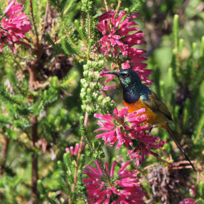 Orange-breasted Sunbird, Kirstenbosch Botanical Gardens, South Africa