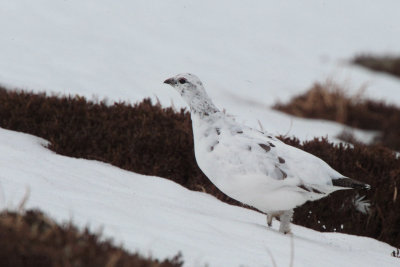 Ptarmigan, Coire an Lochan-Cairngorm, Highland