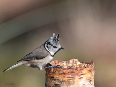 Crested Tit, RSPB Loch Garten, Highland