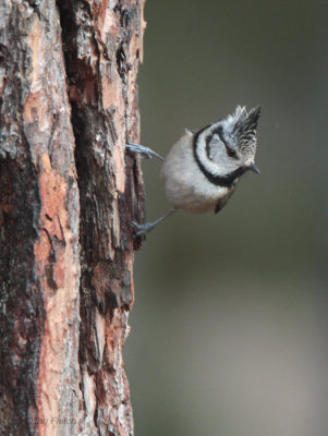 Crested Tit, RSPB Loch Garten, Highland