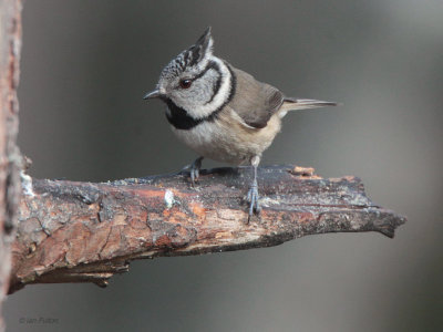 Crested Tit, RSPB Loch Garten, Highland