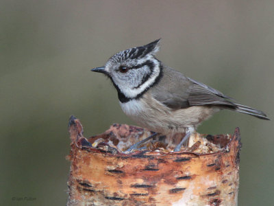 Crested Tit, RSPB Loch Garten, Highland