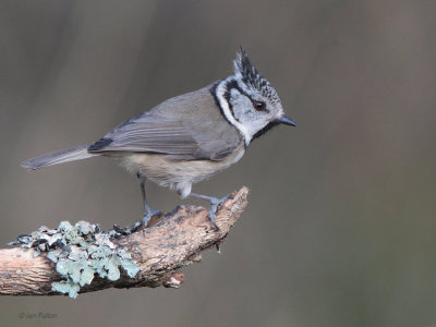 Crested Tit, RSPB Loch Garten, Highland