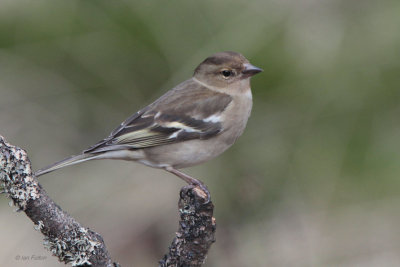 Chaffinch, RSPB Loch Garten, Highland