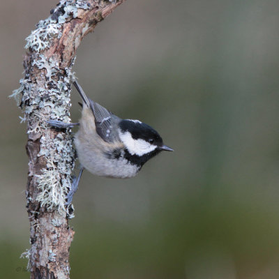 Coal Tit, RSPB Loch Garten, Highland