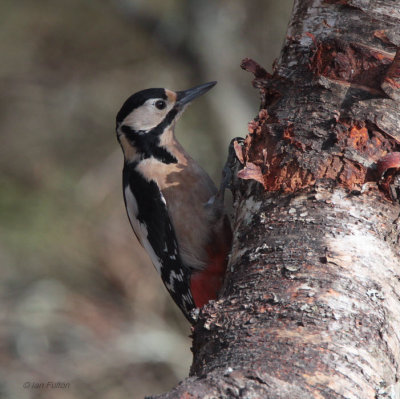 Great Spotted Woodpecker, RSPB Loch Garten, Highland