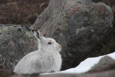 Mountain Hare, Coire an Lochan-Cairngorm, Highland