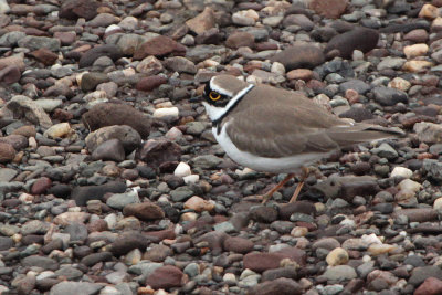 Little Ringed Plover, Endrick Water, Clyde