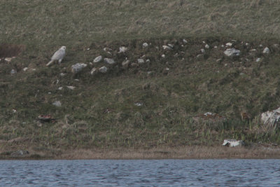 Gyr Falcon, Loch Cloghearraidh-Balranald, North Uist