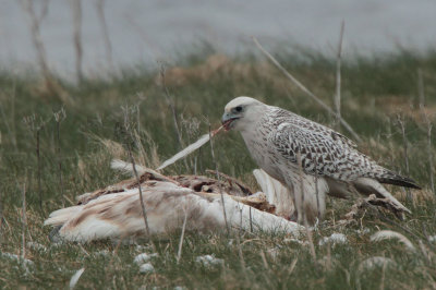 Gyr Falcon, Loch na Reivil-Balranald, North Uist