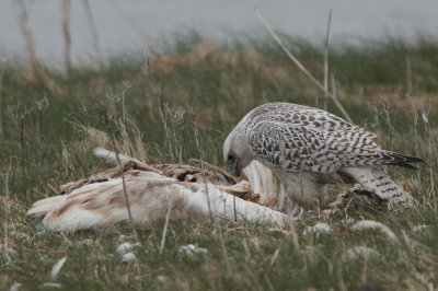 Gyr Falcon, Loch na Reivil-Balranald, North Uist