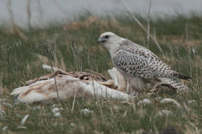 Gyr Falcon, Loch na Reivil-Balranald, North Uist