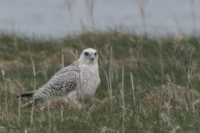 Gyr Falcon, Loch na Reivil-Balranald, North Uist