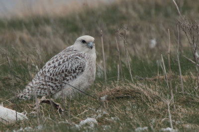Gyr Falcon, Loch na Reivil-Balranald, North Uist