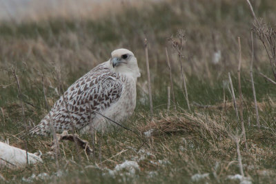 Gyr Falcon, Loch na Reivil-Balranald, North Uist