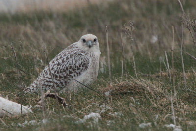 Gyr Falcon, Loch na Reivil-Balranald, North Uist
